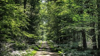 Dans la forêt de Tronçais, dix-neuf chênes sont reconnus « arbres remarquables ». Dans la forêt de Tronçais, dix-neuf chênes sont reconnus « arbres remarquables ».