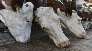 Entre guerre en Ukraine, tensions douanières avec les États-Unis et ripostes européennes, l’incertitude règne sur les approvisionnements en matières premières comme le soja pour la nutrition animale. Entre guerre en Ukraine, tensions douanières avec les États-Unis et ripostes européennes, l’incertitude règne sur les approvisionnements en matières premières comme le soja pour la nutrition animale.