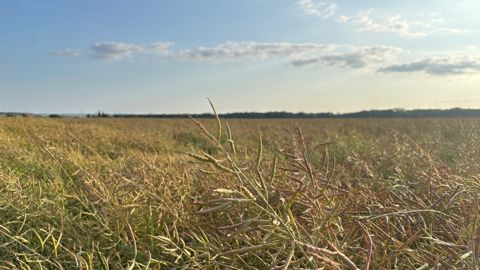 20 siliques vertes par plante non battue représente une perte de rendement d'environ 5,7 q/ha.