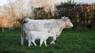 Le volume de génisses grasses estampillées Les Excellentes a doublé entre 2023 et 2024, pour atteindre 213 bêtes labellisées. Le volume de génisses grasses estampillées Les Excellentes a doublé entre 2023 et 2024, pour atteindre 213 bêtes labellisées.
