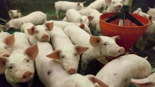 Le cours du porc a continué de progresser pour s'établir à plus de 2 €/kg en mai 2025. Le cours du porc a continué de progresser pour s'établir à plus de 2 €/kg en mai 2025.