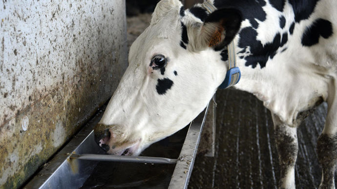 Un foyer de dermatose nodulaire confirmé dans un élevage bovin en Savoie