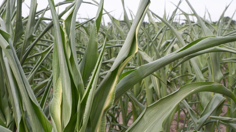 Maïs desséché par la sécheresse