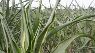 L'impact de la canicule dépend du stade de la plante, mais aussi de son alimentation en eau. L'impact de la canicule dépend du stade de la plante, mais aussi de son alimentation en eau.