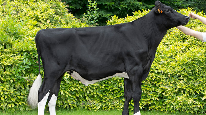 Favi Umaga. À 211 points d’Isu, ce taureau présente un profil très moderne dans le format et la mamelle, notamment au niveau des trayons. Il excelle aussi dans les index fonctionnels.