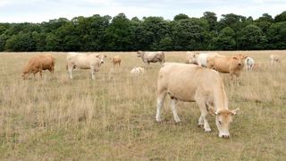 Les vêlages de printemps font que la saison de reproduction se déroule en début d'été, alors que les parcelles sont en proie à la sécheresse. Les vêlages de printemps font que la saison de reproduction se déroule en début d'été, alors que les parcelles sont en proie à la sécheresse.