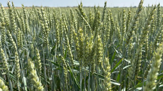 Douze distributeurs ont accompagné le lancement de Prediview, la nouvelle offre contractualisée de protection fongicide du blé signée Bayer.