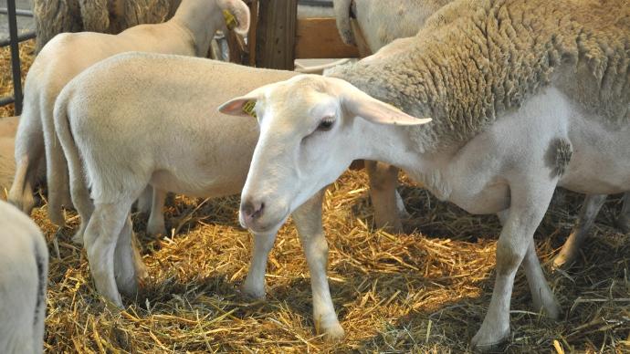 Prix de l'agneau