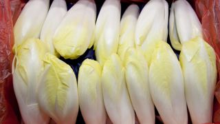 Avec 132 800 tonnes en 2024-2025, la production d'endives serait en hausse de 24 % par rapport à la précédente campagne. Avec 132 800 tonnes en 2024-2025, la production d'endives serait en hausse de 24 % par rapport à la précédente campagne.