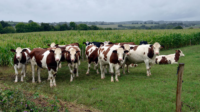 La précocité du RGI assure une mise à l’herbe des génisses dès le début du mois de mars.