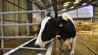 « La [dermatose nodulaire contagieuse] n’étant pas transmissible à l’homme, nous avons obtenu de pouvoir à nouveau transformer le lait cru normalement », a indiqué le 2 juillet 2025 Cédric Laboret, président de la chambre d’agriculture Savoie-Mont-Blanc. (photo d'illustration)