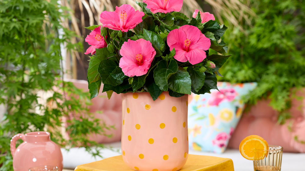 Hibiscus D-Tahiti® 'Nina'.