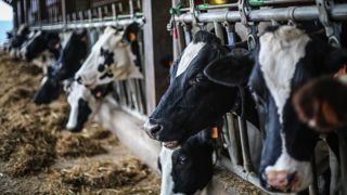 Le prix du lait pousse les éleveurs européens à conserver leurs animaux, ce qui contribue à la pénurie de vaches de réforme. Le prix du lait pousse les éleveurs européens à conserver leurs animaux, ce qui contribue à la pénurie de vaches de réforme.