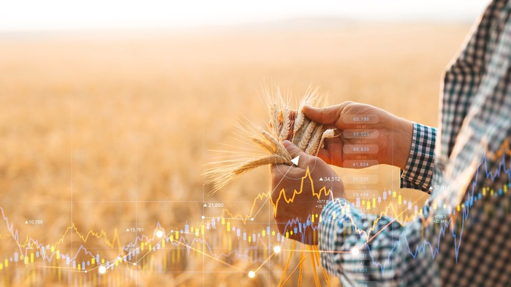 Mains et courbes devant un champ de blé
