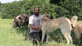 « J'aurais dû me former avant d'acheter les chiots » bergers d'Anatolie, indique Étienne Mathieu.
