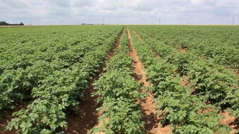 Il est conseillé de ne pas mélanger l'hydrazide maléique avec un autre produit lors du traitement.