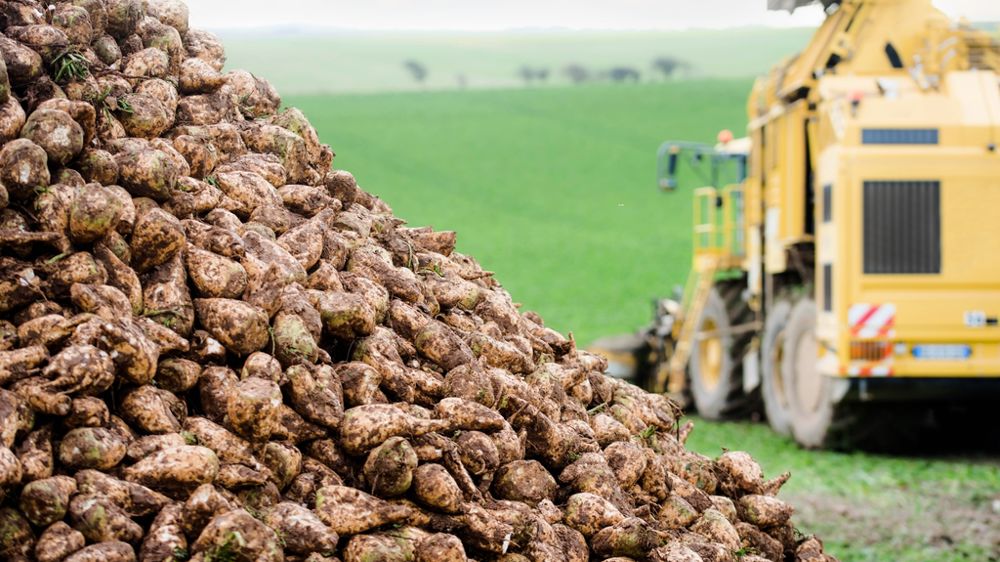 Récolte de betteraves sucrières