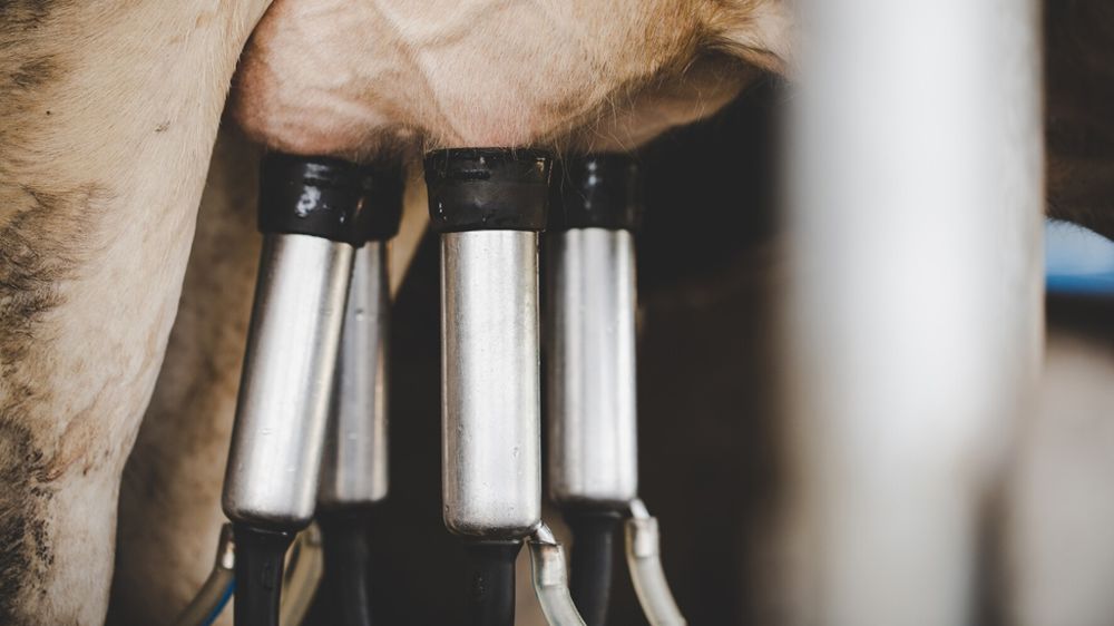 Traite d'une vache