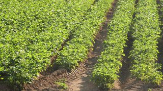 La hausse de surfaces de pommes de terre la plus forte a été observée en Picardie, avec 6 860 ha supplémentaires entre 2024 et 2025, selon l'UNPT et le CNIPT.