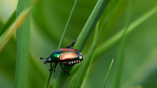 Originaire d'Asie, le scarabée japonais (Popillia japonica) est présent en Europe depuis 2014. Il est extrêmement dangereux pour les végétaux et étend progressivement son aire de répartition. Originaire d'Asie, le scarabée japonais (Popillia japonica) est présent en Europe depuis 2014. Il est extrêmement dangereux pour les végétaux et étend progressivement son aire de répartition.