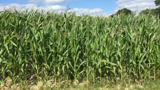La floraison femelle du maïs, moins évidente à repérer que la floraison mâle, permet de caler sa date d'ensilage.