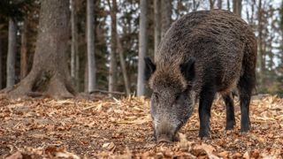 Depuis le 1er janvier 2025, 275 foyers domestiques de peste porcine africaine et 6 773 cas dans la faune sauvage ont été détectés en Europe. Depuis le 1er janvier 2025, 275 foyers domestiques de peste porcine africaine et 6 773 cas dans la faune sauvage ont été détectés en Europe.