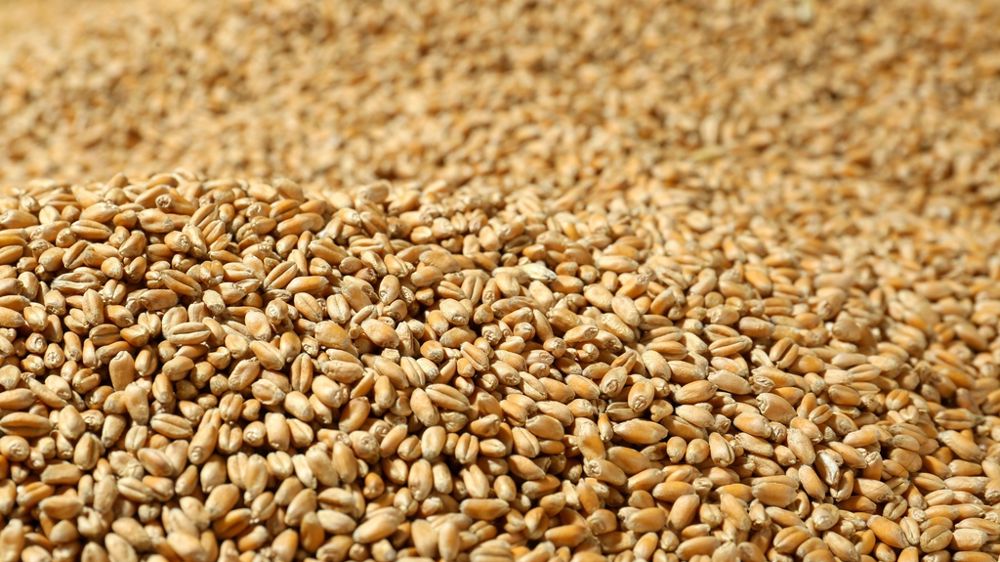 Grains de blé