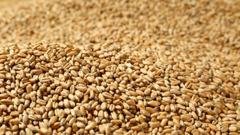 Au 1er mai, la collecte de céréales bio sur les dix premiers mois de la campagne 2024/25 avait baissé de 39 % par rapport à la même période de la campagne précédente.