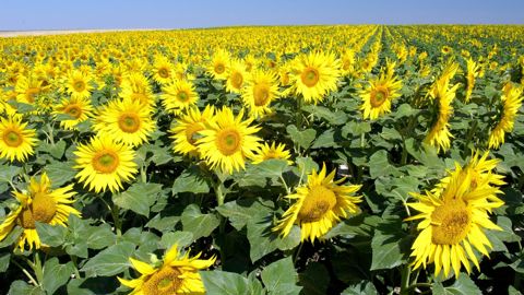 La mesure de l'indice foliaire se réalise à la floraison.