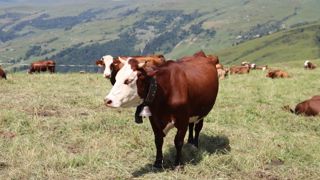La dermatose nodulaire contagieuse n’étant pas une zoonose, aucune restriction ne s’impose sur les denrées alimentaires, lait ou viande. (Photo d'illustration). La dermatose nodulaire contagieuse n’étant pas une zoonose, aucune restriction ne s’impose sur les denrées alimentaires, lait ou viande. (Photo d'illustration).