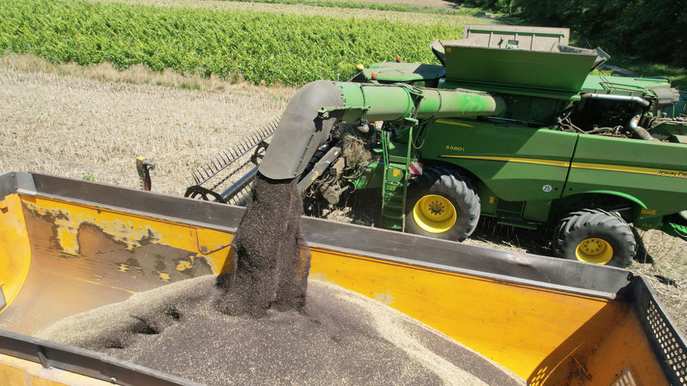 Le service statistique du ministère de l'Agriculture table sur un rendement moyen du colza à 33,2 q/ha en 2025.