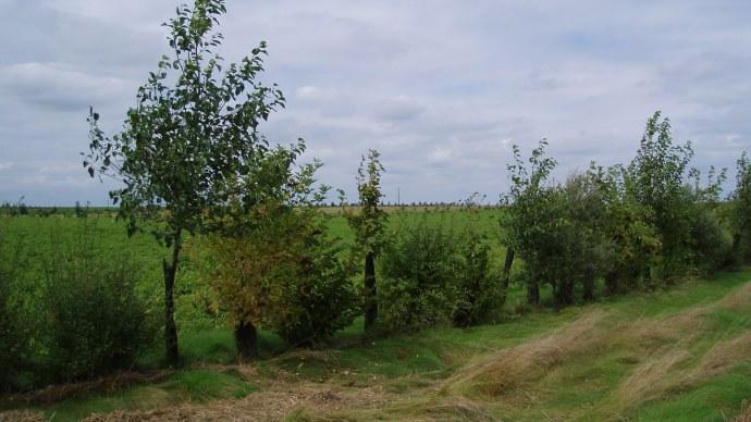 Paysage avec haies