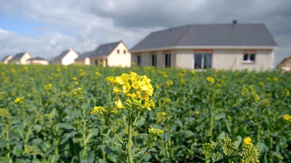 Lotissement en construction à côté d'un champ de colza