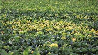 La douceur de l'hiver a précédé un printemps marqué par une forte infestation par les pucerons vecteurs de la jaunisse de la betterave. La douceur de l'hiver a précédé un printemps marqué par une forte infestation par les pucerons vecteurs de la jaunisse de la betterave.