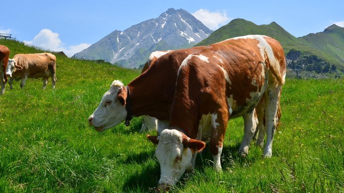La campagne de vaccination contre la DNC a été lancée depuis vendredi 18 juillet.
