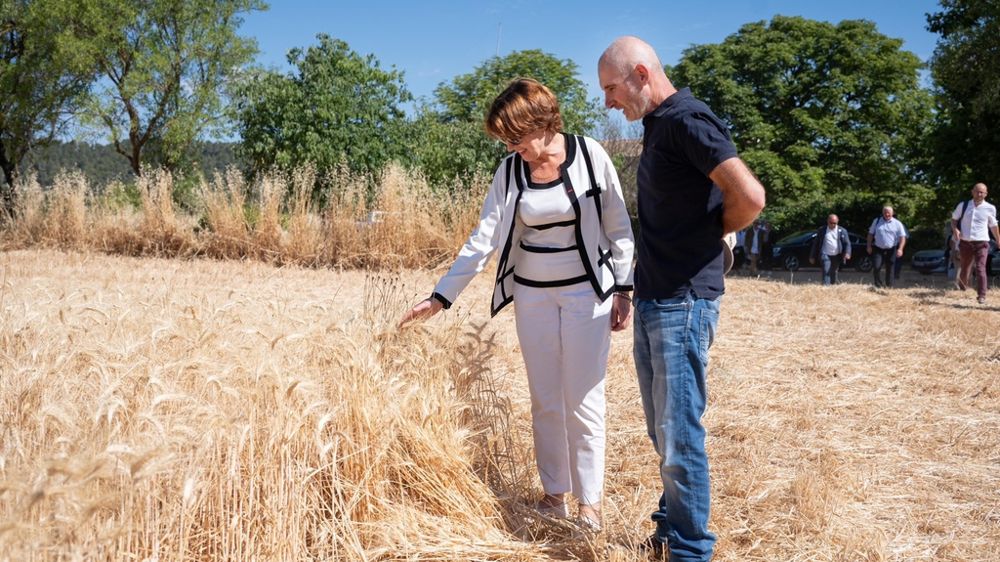 Annie Genevard dans un champ de blé dur