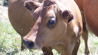 Chaque animal abattu fera désormais l’objet d’une avance forfaitaire en fonction de sa catégorie, « pour reconstituer rapidement la trésorerie des éleveurs touchés », indique le ministère de l'Agriculture.