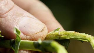 Les programmes de recherche pour lutter contre les ravageurs en filière biologique peuvent désormais prétendre aux financement dans le cadre du Parsada. Les programmes de recherche pour lutter contre les ravageurs en filière biologique peuvent désormais prétendre aux financement dans le cadre du Parsada.