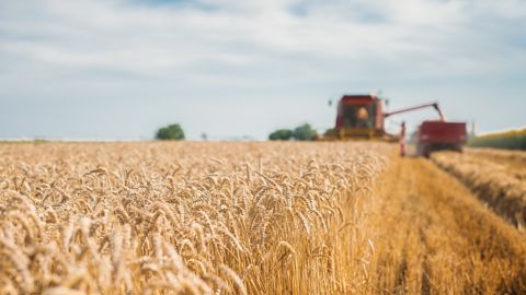 Selon Argus Media, le rendement moyen de la récolte 2025 de blé tendre s'établit à 74,4 q/ha, en hausse par rapport à la moyenne olympique 2017-2023.