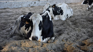 Selon l’Observatoire et suivi des causes d’avortements chez les ruminants, la néosporose reste à l'origine de 16,6 % des avortements analysés en 2024 chez les bovins. Selon l’Observatoire et suivi des causes d’avortements chez les ruminants, la néosporose reste à l'origine de 16,6 % des avortements analysés en 2024 chez les bovins.