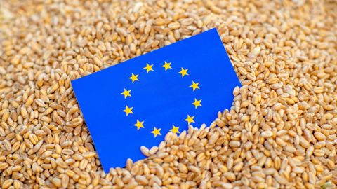 Selon les projections de la Commission européenne, la  production céréalière européenne augmenterait de 1,1 % sur dix ans.