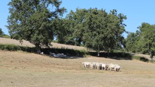 Seulement la moitié de la pousse de l'herbe attendue dans les prairies a été réalisée sur les mois de juin et juillet 2025.