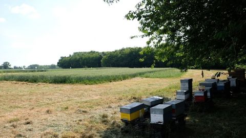Ruches en bordure de parcelle