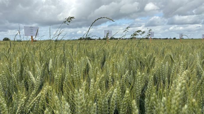 Des nouveautés attendues en désherbage des céréales
