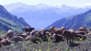 Huit cas supplémentaires de dermatose nodulaire contagieuse ont été comptabilisés dans les deux Savoies entre le 25 et le 28 juillet 2025.