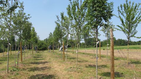 Lors des journées portes ouvertes Astredhor Aura, la thématique de l’arbre en ville a été développée. Ici, l’expérimentation Végét’eau II qui vise à évaluer la résistance au stress hydrique de différentes espèces ligneuses grâce à plusieurs appareils de mesure.