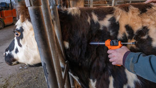 Des doses vaccinales pour les bovins contre la FCO 8, et pour les bovins et ovins contre la FCO 3 sont disponibles sur le marché privé. L'État finance la vaccination des ovins contre la FCO 8. Des doses vaccinales pour les bovins contre la FCO 8, et pour les bovins et ovins contre la FCO 3 sont disponibles sur le marché privé. L'État finance la vaccination des ovins contre la FCO 8.