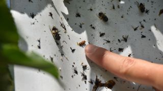 Jusqu'à présent, les hoplocampes étaient répertoriés comme « ravageurs secondaires ». « Mais leur prolifération ces dernières années devient préoccupantes », souligne Océane Edely, ingénieure de recherche arboricole.