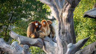 L'ouverture de l'espace réservé aux singes dorés a eu lieu le 7 mai 2025 au Zooparc de Beauval. L'ouverture de l'espace réservé aux singes dorés a eu lieu le 7 mai 2025 au Zooparc de Beauval.