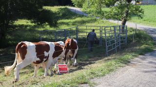Au 4 août 2025, 35 élevages sont touchés par la dermatose nodulaire contagieuse. C'est 5 de plus que la semaine précédente.